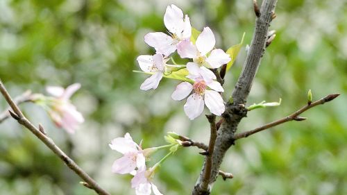 flowering cherry blossoms spring