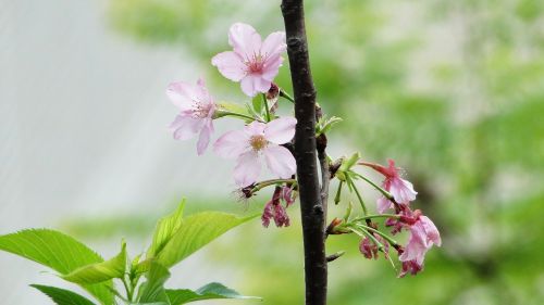 flowering cherry blossoms boom-and-bust