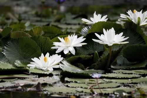 flowering nymphaea alba aquatic plants