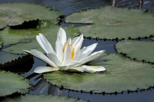 flowering nymphaea alba aquatic plants