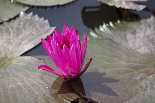 flowering nymphaea alba aquatic plants