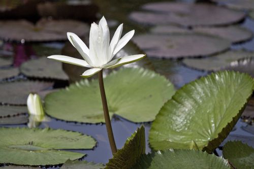 flowering nymphaea alba aquatic plants