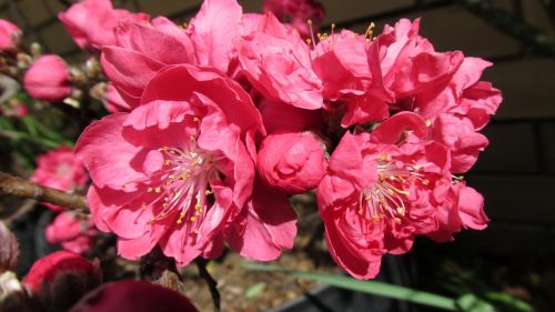 flowering peach blooming
