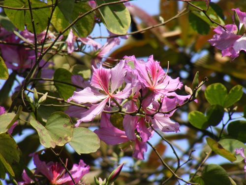 flowering blooming tree