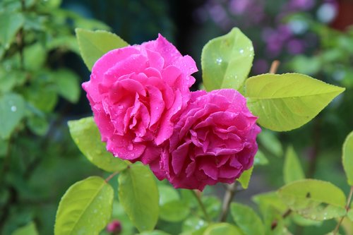 flowering  rosier english  pink rose