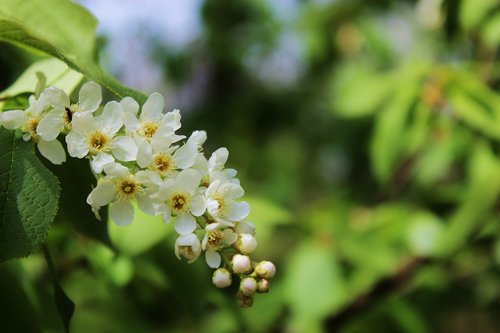 flowering  blooms  apple flower