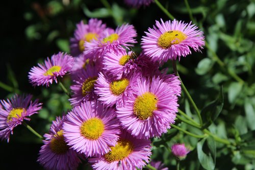 flowering  perennial  pink flowers