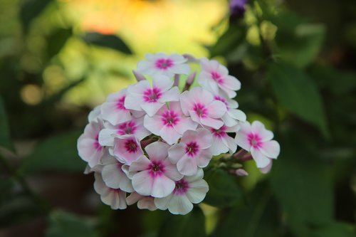 flowering  summer flowers  flowers