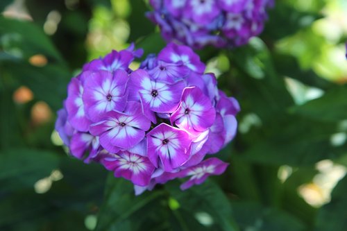 flowering  purple flower  summer flowers