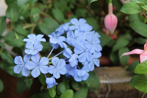 flowering  blue flowers  fulfillment