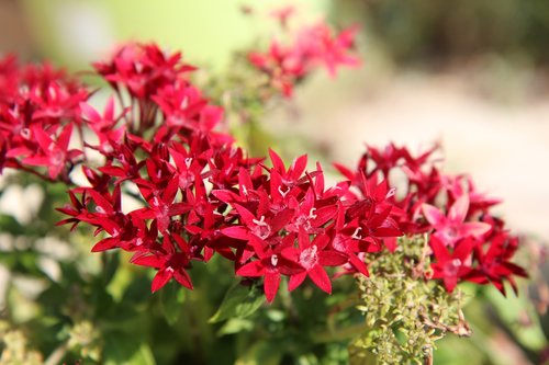 flowering  red flowers  shrub
