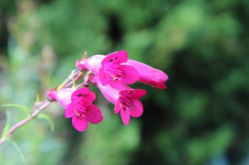 flowering  pink flowers  perennial