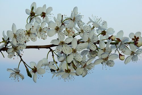 flowering  spring  flowers