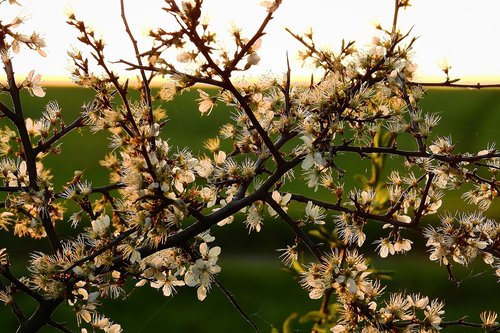 flowering  flowers  tree