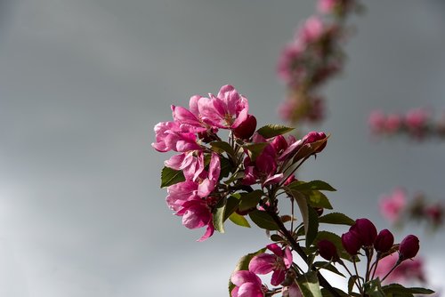 flowering  tree  pink