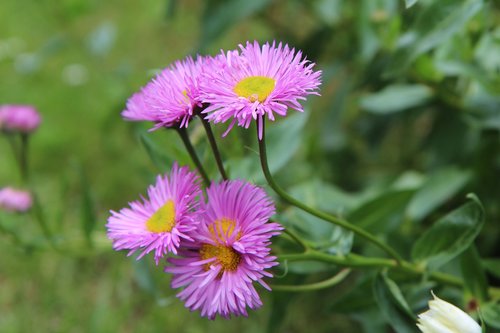 flowering  annual  nature