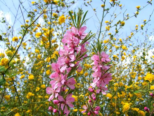 flowering almond shrub branches pink spring