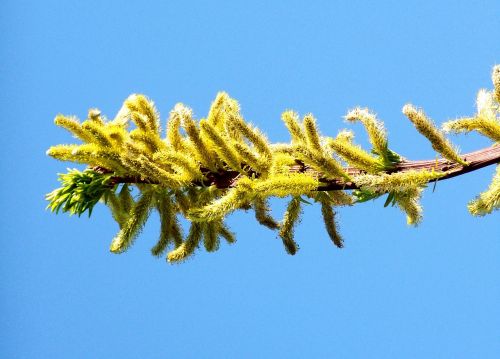 flowering branch of barka spring clear blue sky