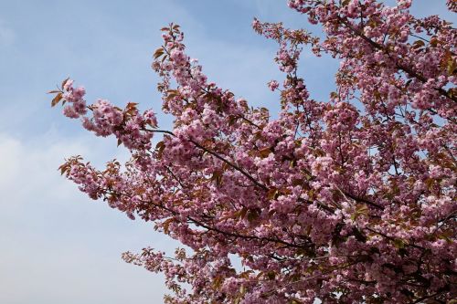 flowering branches pink flowers flower tree