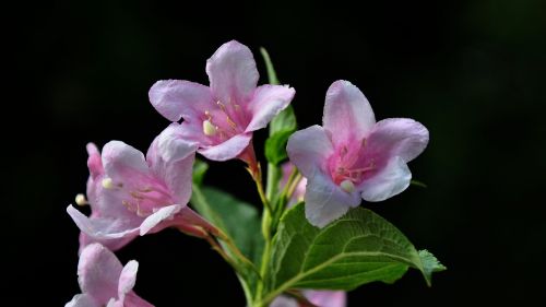 flowering bush pink summer