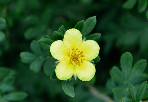 flowering bush meadow flower yellow flower