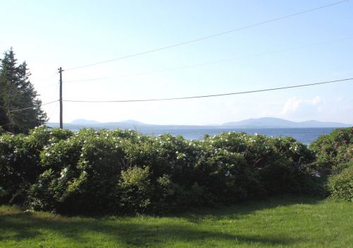 Flowering Bush-Ocean Background