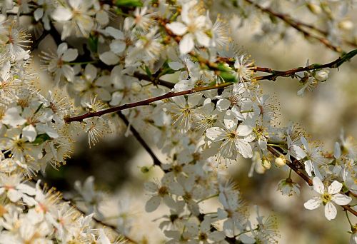 flowering bushes spring white flowers