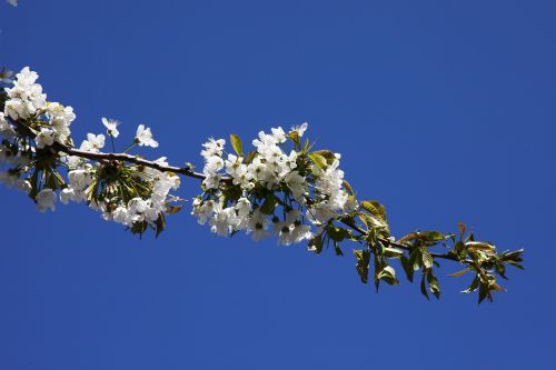 flowering cherries cherry blue sky