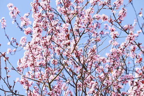 flowering cherry  japanese  prunus serrulata