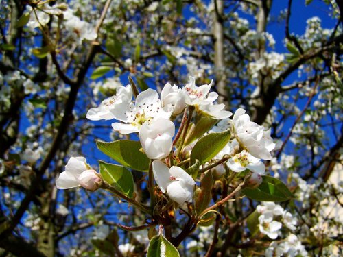 flowering cherry tree  spring  white flower