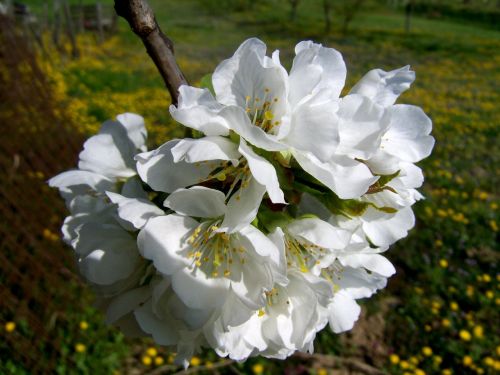 flowering cherry tree white flower fruit tree