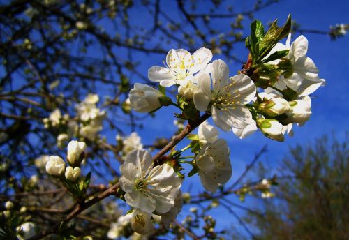 flowering cherry tree blue sky spring