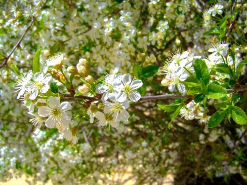 flowering cherry tree white flower spring