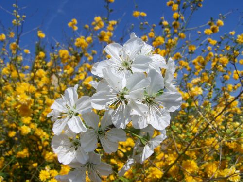 flowering cherry tree white flower spring