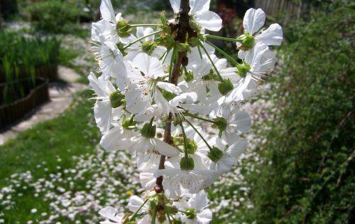 flowering cherry tree white flower spring