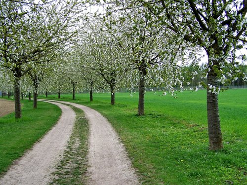 flowering cherry trees  avenue  nature