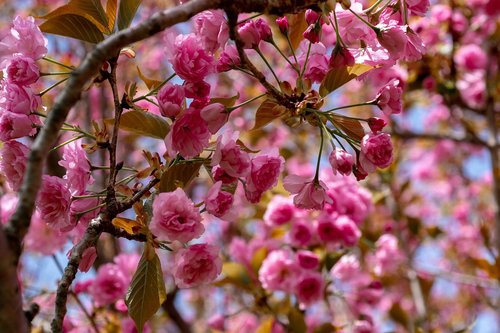 flowering crab  tree  spring