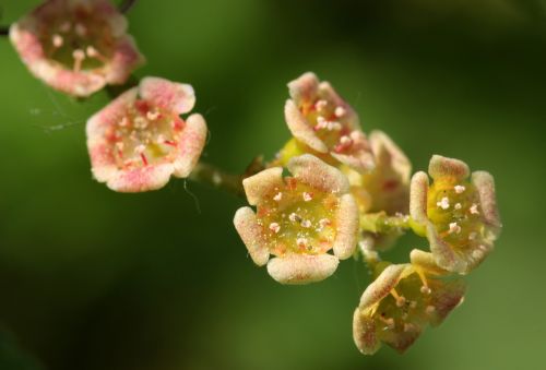 flowering currant small currants