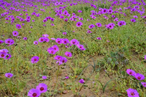 flowering desert flowers purple