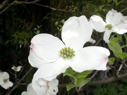 flowering dogwood dogwood cornus