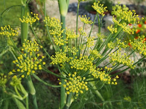 flowering fennel flower blossom