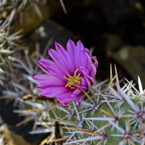 flowering fishhook cactus  cactus  flower