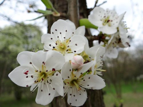 flowering fruit trees spring sad
