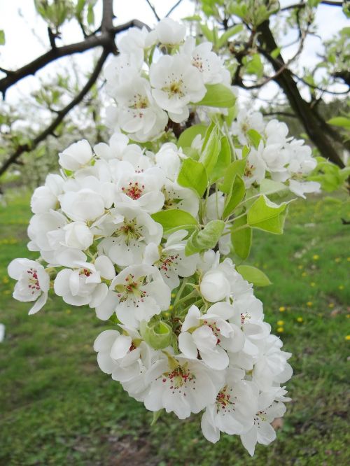 flowering fruit trees spring sad