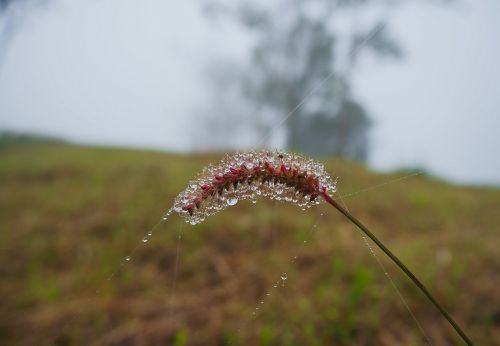 flowering grass winter nature