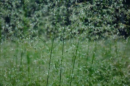 flowering grass forest summer