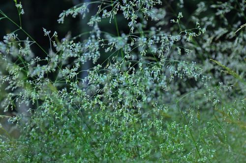 flowering grass forest summer