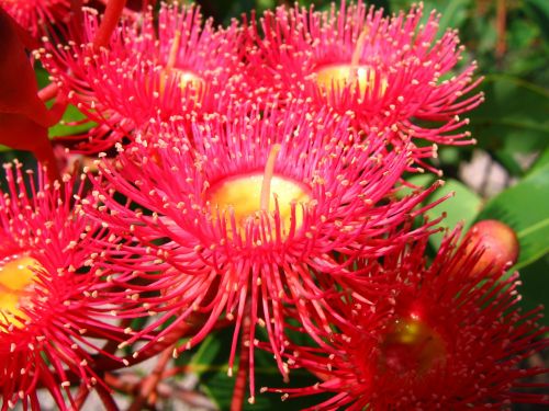 flowering gum native australian flower gum