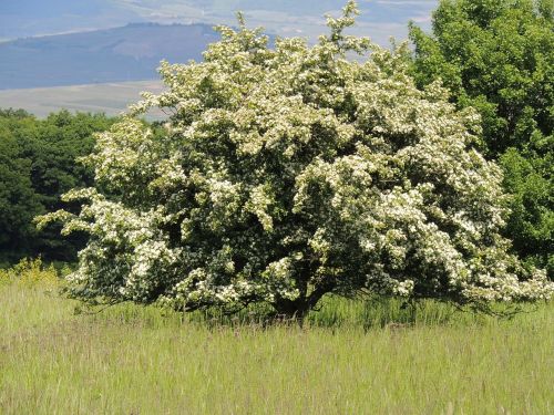 flowering hawthorn flourishing tree white flowers