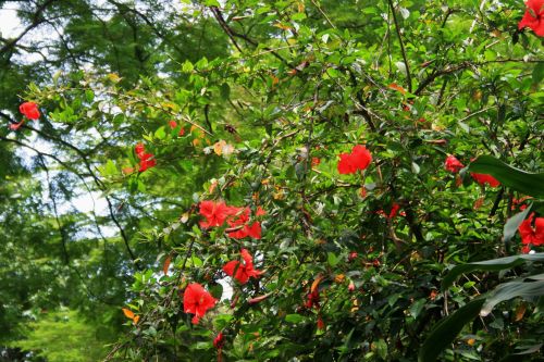 Flowering Hibiscus Tree